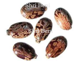 Castor Seed